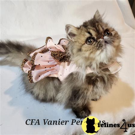 Vanierpersians Picture 1